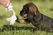Master stimulating his Wire-haired Dachshund puppy with toy ; Toy : Rope Knots toy