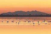 Flamingos on Villeneuve-lès-Maguelone laguna at twilight