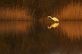 Great egret on Vendres pond at twilight France
