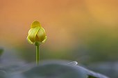 Flower of Fig buttercup Méjean swamp France