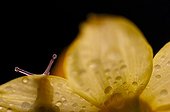 Snail hidden on a flower 