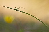 Young grasshopper on a leaf France