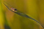 Syrphid fly on a leaf Méjean swamp France