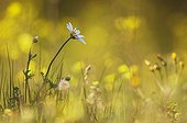 Corn Chamomile in bloom in a meadow France