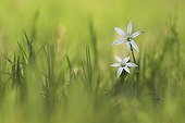 Star-of-bethlehem in bloom in a meadow France