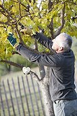 Man cutting an apricot tree in a garden in autumn