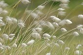 Harestail grasses in the wind Finistère France ; Location: Presqu'Ile de Crozon.