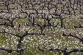 Vines cut before the exit leaves Provence France 
