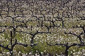 Vines cut before the exit leaves Provence France 