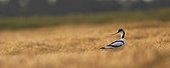 Pied avocet in a meadow Lansargues swamp France