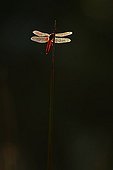 Dragonfly on a stem Hérault France