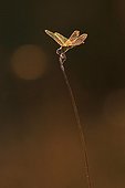Dragonfly posing on a stem Méjean swamp France