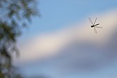 Emperor dragonfly flying Méjean swamp France