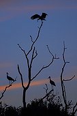 Storks in a tree at night Méjean swamp France