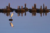 Little egret in a salt-marsh Villeneuve-lès-Maguelone France