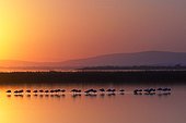 Flamingos sleeping at sunset Lansargues swamp France