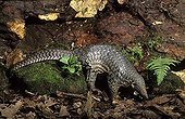 Pangolin on humus soil Java Indonesia