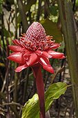 Flower of Torch ginger Martinique