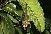 Commerson's Roundleaf Bat suspended at a leaf Madagascar ; M Nicoll