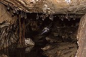 Diadem Roundleaf Bats colony in a cave Malaysia