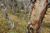 Galleries of bark beetles under bark of a birch France