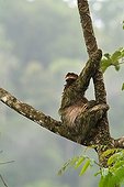 Sloth resting in a tree in Costa Rica ; Location : Corcovado jungle, Osa peninsula