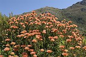 Blooming pincushion South Africa