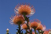 Flowers of pincushion South Africa