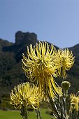 Yellow flowers of Rocket pincushion South Africa