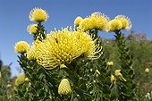 Yellow flowers of Rocket pincushion South Africa