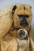 Portrait of a female Black-howler monkey with its young
