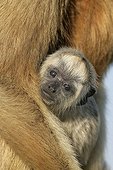 Portrait of a young Black-howler monkey Belize