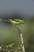 Blue-naped chlorophonia on a branch Brazil