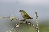 Female Chestnut-bellied euphonia on a branch Brazil