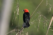 Scarlet-headed blackbird on a branch Brazil