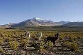 Herd of Alpacas before the volcano Cabaray Isluga NP Chile ; Cabaray volcano (6433 m)