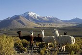 Herd of Alpacas before the volcano Cabaray Isluga NP Chile ; Cabaray volcano (6433 m)