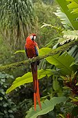 Scarlet Macaw on a branch tropical forest Guatemala 