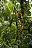 Scarlet Macaw on a branch tropical forest Guatemala 