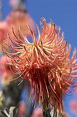 Rocket Pincushion flowers South Africa