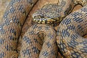 Viperine Water Snake Plaine des Maures Provence France ; Location : Vidauban