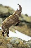 Young Ibex position of confrontation PN Mercantour France