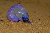Portrait of a Portuguese Man-of-war aground on a beach
