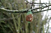 Net full of peanut seeds to feed birds in winter France