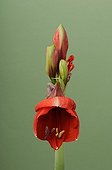 Opening of an Amaryllis flower in an apartment