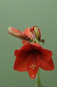 Opening of an Amaryllis flower in an apartment