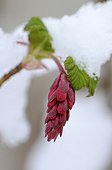Blood Currant inflorescence under the snow France