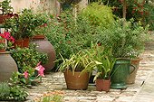Pot plants in a private courtyard Ré island France 