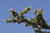 Acacia en fleurs Réserve Masaï Mara Kenya
