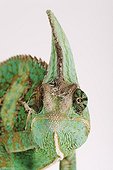 Portrait of a Yemen chameleon in studio